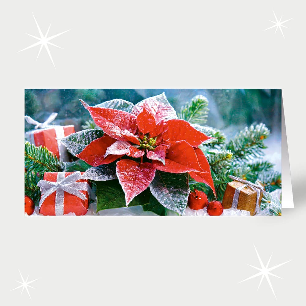 Weihnachtsstern-Geschenk
