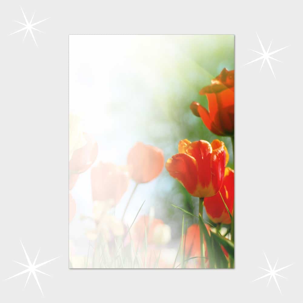 Tulpen im Sonnenlicht